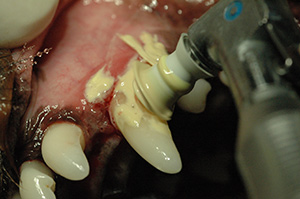 dental_005