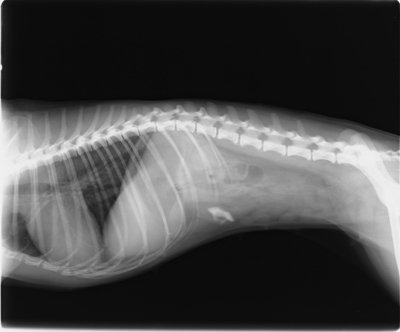 Case64 異物による腸閉塞を起こした犬の1例 つつじヶ丘動物病院 東京都調布市の動物総合病院 一般診療 循環器科 腫瘍科など